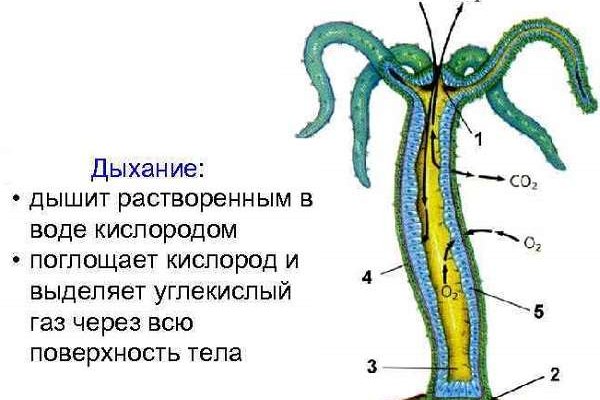 Кракен сайт официальный onion